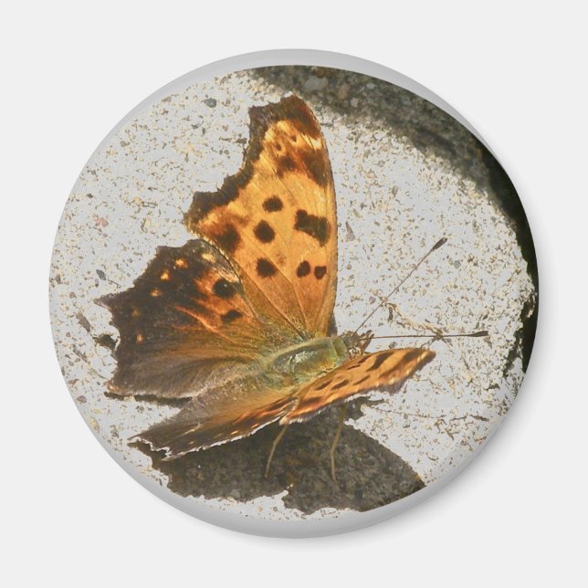 Angle Wing Comme Butterfly Magnet (Vorne)