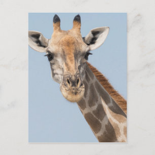 Angolan Giraffe Portrait Postkarte