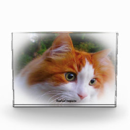 Angora Cat Fotoblock