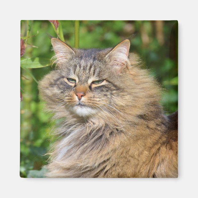 Angora-Katze Magnet (Vorne)