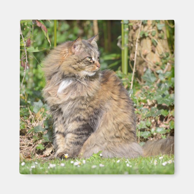 Angora-Katze Magnet (Vorne)