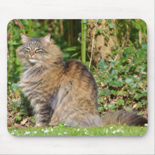 Angora-Katze Mousepad