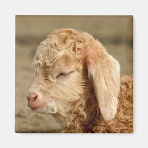 Angora-Ziegen-Kind - Magnet
