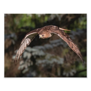 Angriffsmodus-Rotschwanz Fotodruck