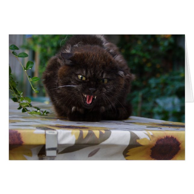 Angry Black Cat (Vorderseite (Horizontal))