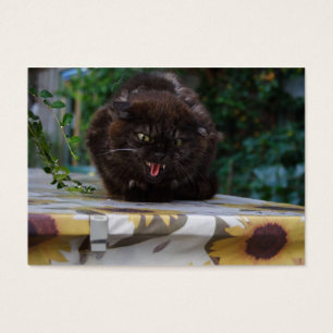 Angry Black Cat