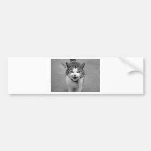Angry Cat Autoaufkleber