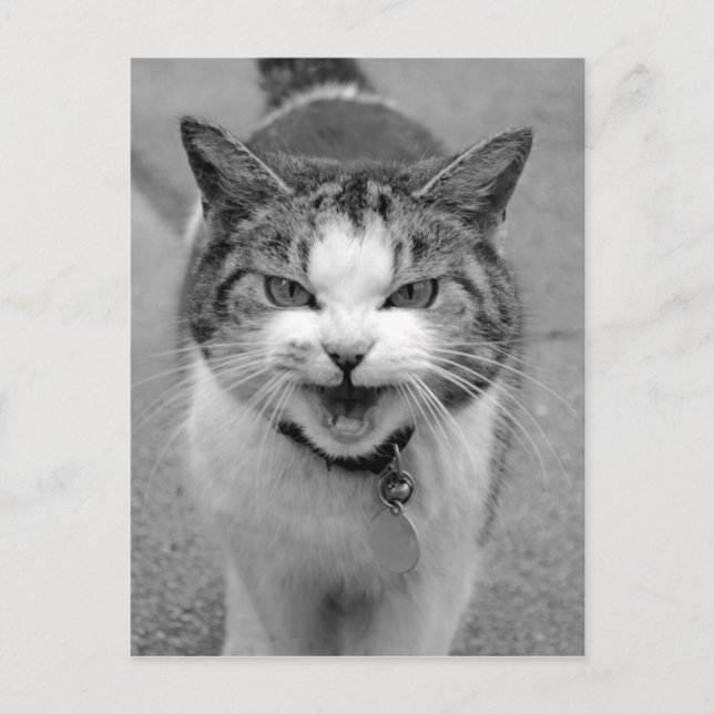 Angry Cat Postkarte (Vorderseite)