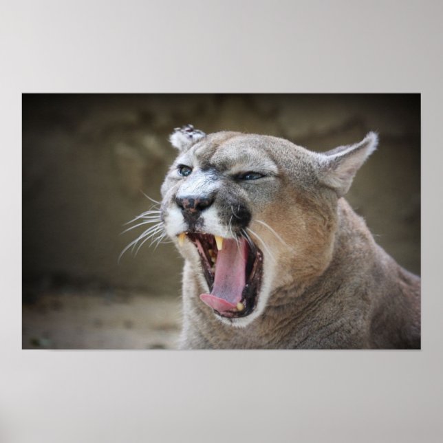 Angry Cougar Poster (Vorne)