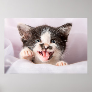 Angry Kitten Poster