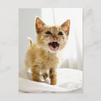 Angry Kitten Postkarte