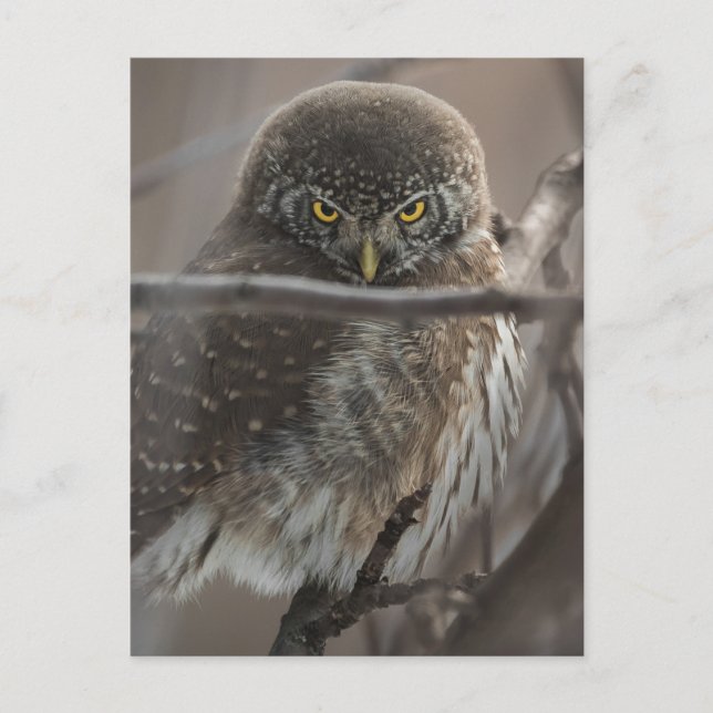 Angry Look Owl Postkarte (Vorderseite)