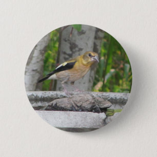 Angry Looking Bird Button