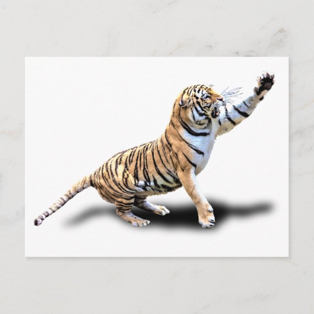 ANGRY TIGER POSTKARTE (Vorderseite)