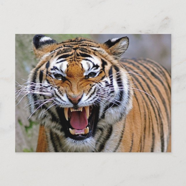 Angry Tiger Postkarten (Vorderseite)