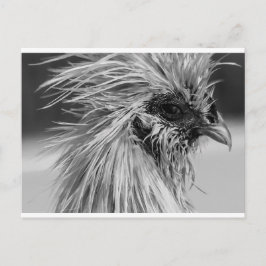 Angry Wet Silkie Chicken Postkarte
