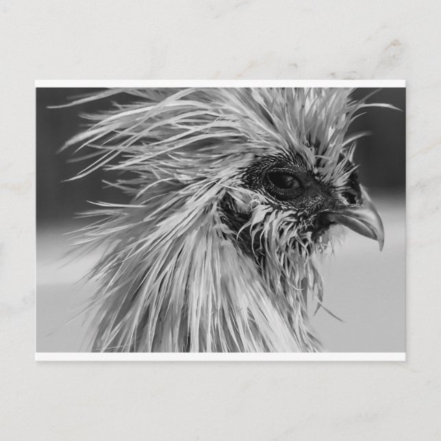 Angry Wet Silkie Chicken Postkarte (Vorderseite)