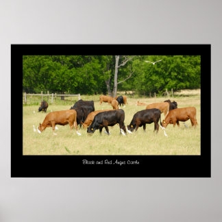 Angus Cattle Poster Print