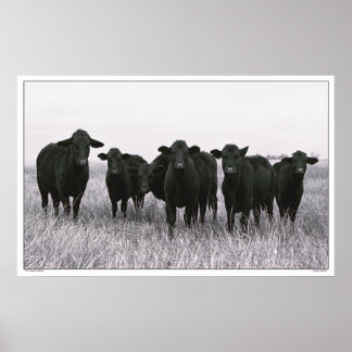 Angus Gang - Schwarzer Angus - Rind - Texas Poster