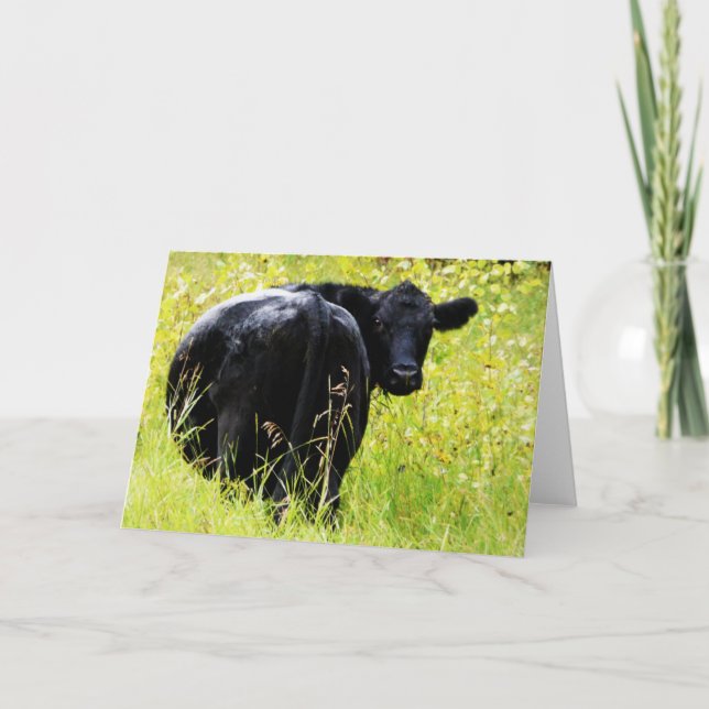 Angus Steer im großen gelben Gras Karte (Vorderseite)