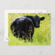 Angus Steer im großen gelben Gras Postkarte (Vorne/Hinten)