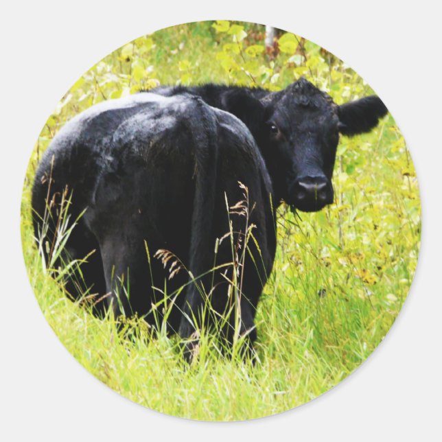 Angus Steer im großen gelben Gras Runder Aufkleber (Vorderseite)