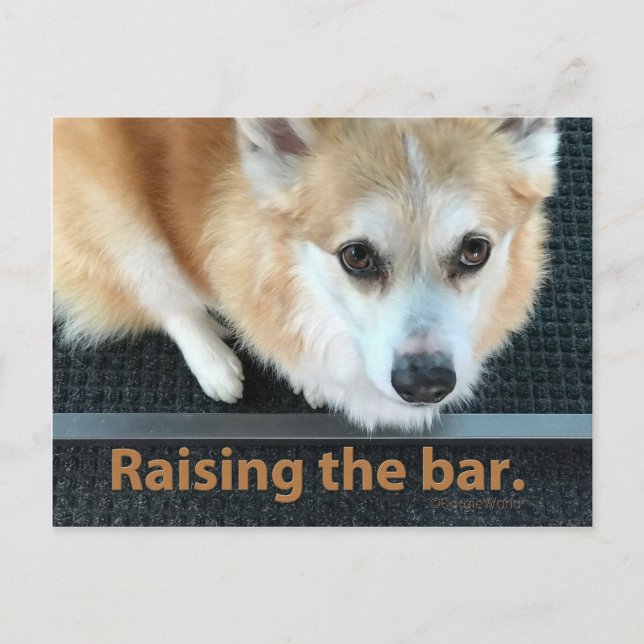 Anheben der Bar Corgi-Postkarte Postkarte (Vorderseite)