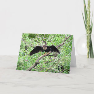 Anhinga (0071) Grußkarte Karte