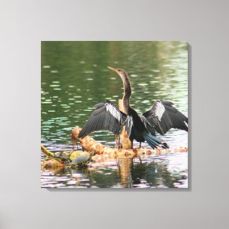 Anhinga Bird Canvas Print Leinwanddruck