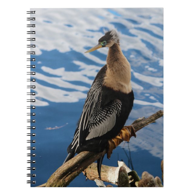 Anhinga Bird Foto Spiral Notebook Notizblock (Vorderseite)