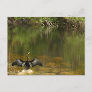 Anhinga dans les Everglades - Carte de visite