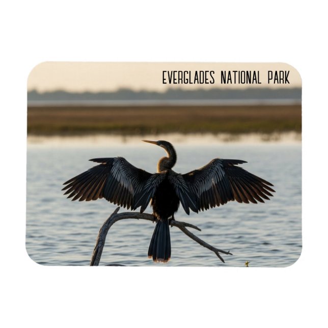 Anhinga Everglades-Nationalpark Magnet (Horizontal)