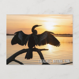 Anhinga Everglades-Nationalpark Postkarte