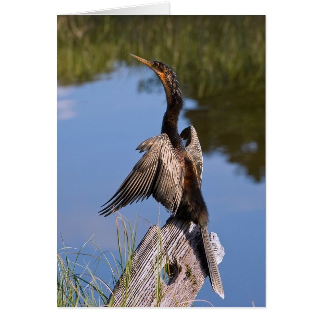 Anhinga in dem Teich (Vorne)