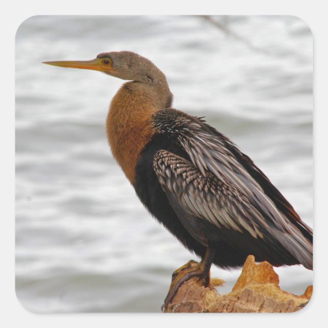 Anhinga On The Lookout Quadratischer Aufkleber (Vorderseite)