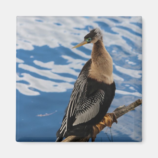 Anhinga Photo Carré Magnet (Devant)