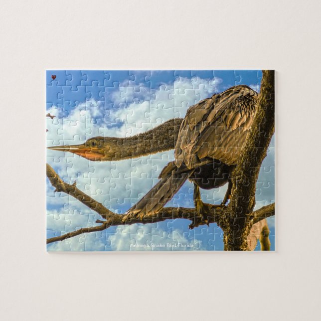 Anhinga Snake Bird Florida (Horizontal)