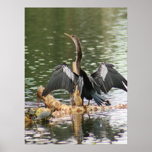 Anhinga trocken seine Federn Foto Poster (Vorne)