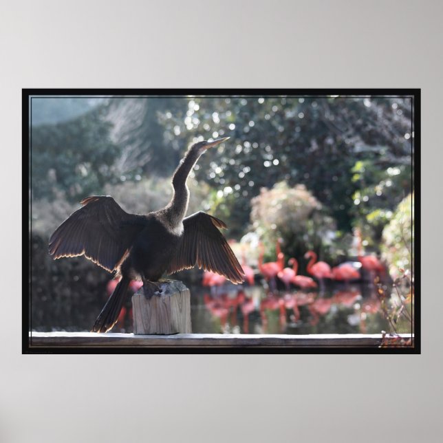 Anhinga Trockenposter -60x40 -andere Größen auch Poster (Vorne)