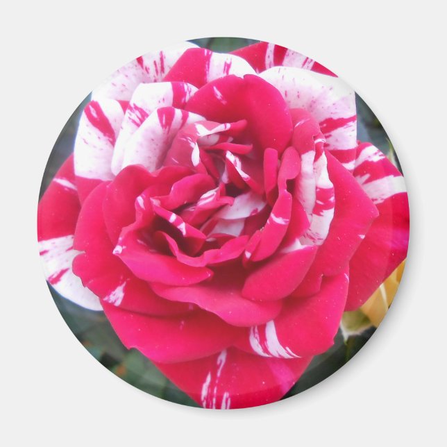 Anicia Magnet (Vorne)