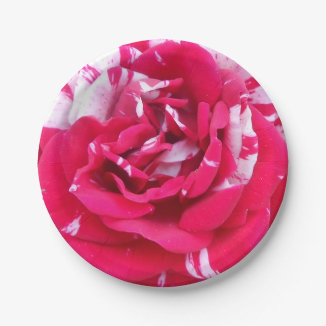 Anicia Pappteller (Vorderseite)