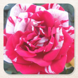 Anicia Rechteckiger Pappuntersetzer