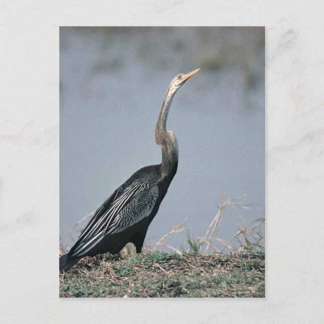 Animal-Anhinga Postkarte (Vorderseite)
