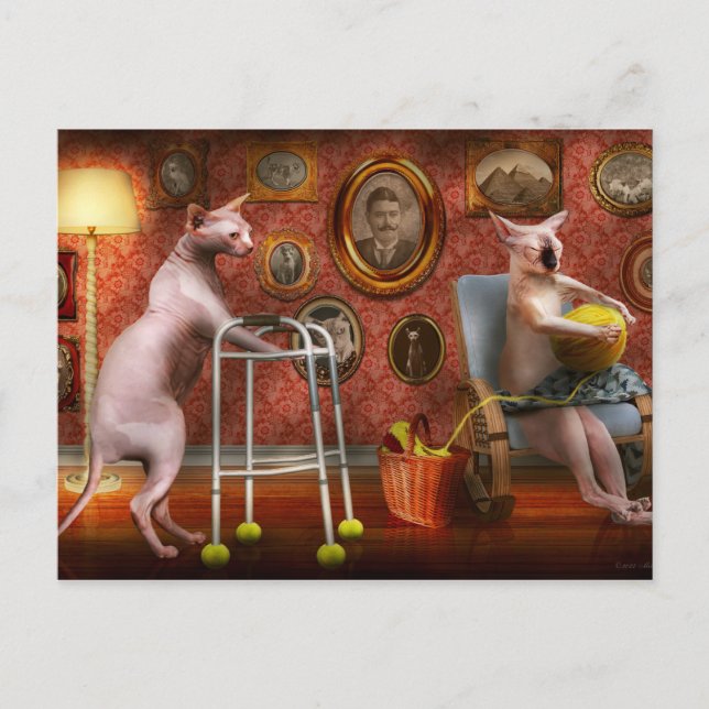 Animal - Cat - Retirement home for cats Postkarte (Vorderseite)