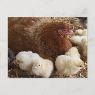 animal, chick, chicken, farm, cute, bird, baby, postkarte