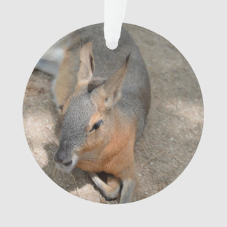 animal de repos animal de cavy patagonian