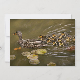 Animal - Ducks - Swim like a duck Einladung