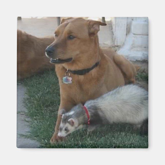 Animal Friends Magnet avec Ferret et le chien! (Devant)