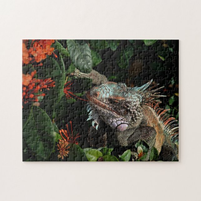 Animal Iguana Exotic Reptile Pet Lizard USVI (Horizontal)