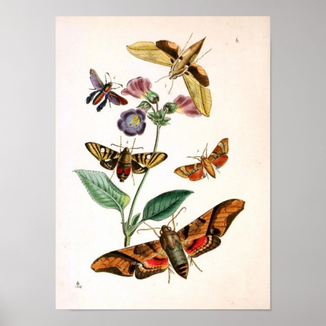Animal Insect-Butterfly-Rare-Book-Oriental-Entymol Poster (Vorne)